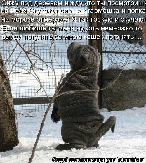 Сижу под деревом и жду что ты посмотришь на меня.Скукожился я,как гармошка и попка на морозе отмерзае... Котоматрица: Сижу под деревом и жду что ты посмотришь на меня.Скукожился я,как гармошка и попка на морозе отмерзает.Я так тоскую и скучаю! Если любишь ты