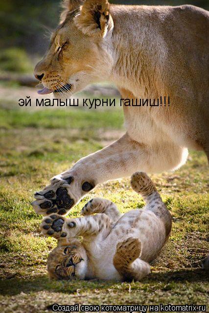 Котоматрица: эй малыш курни гашиш!!!