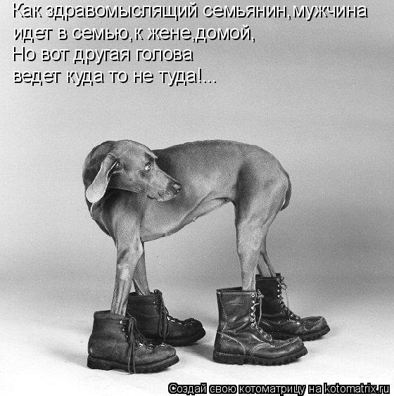 Как здравомыслящий семьянин,мужчина идет в семью,к жене,домой, Но вот другая голова ведет куда то н... Котоматрица: Как здравомыслящий семьянин,мужчина идет в семью,к жене,домой, Но вот другая голова ведет куда то не туда!...