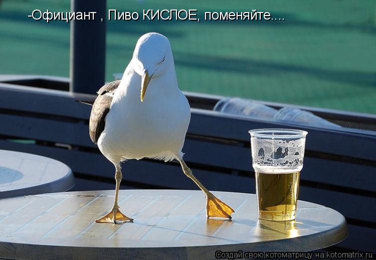 -Официант , Пиво КИСЛОЕ, поменяйте....... Котоматрица: -Официант , Пиво КИСЛОЕ, поменяйте....
