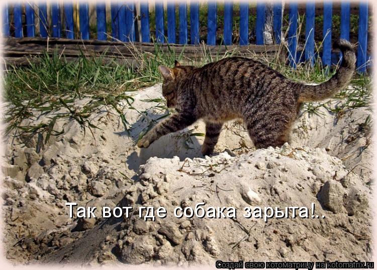 Котоматрица: Так вот где собака зарыта!..