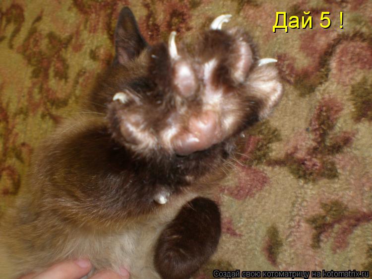 Дай 5 !... Котоматрица: Дай 5 !