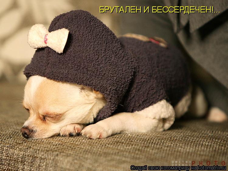 БРУТАЛЕН И БЕССЕРДЕЧЕН!...... Котоматрица: БРУТАЛЕН И БЕССЕРДЕЧЕН!...