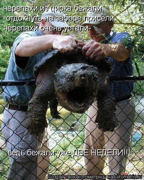 черепахи из цирка бежали, отдохнуть на заборе присели. черепахи очень устали- ведь бежали уже ДВЕ НЕД... Котоматрица: черепахи из цирка бежали, отдохнуть на заборе присели. черепахи очень устали- ведь бежали уже ДВЕ НЕДЕЛИ!!!