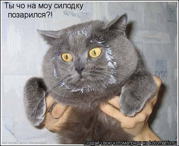 Ты чо на моу силодку позарился?!... Котоматрица: Ты чо на моу силодку позарился?!
