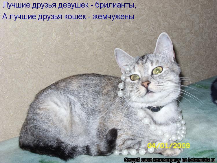 Лучшие друзья девушек - брилианты, А лучшие друзья кошек - жемчужены... Котоматрица: Лучшие друзья девушек - брилианты, А лучшие друзья кошек - жемчужены