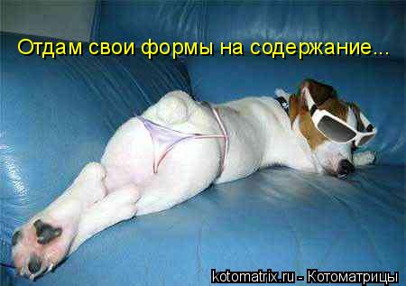 Отдам свои формы на содержание...... Котоматрица: Отдам свои формы на содержание...