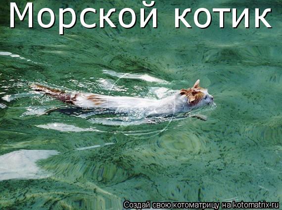 Морской котик... Котоматрица: Морской котик