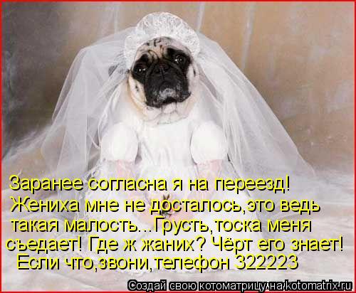 Котоматрица: Заранее согласна я на переезд! Жениха мне не досталось,это ведь такая малость...Грусть,тоска меня съедает! Где ж жаних? Чёрт его знает! Если ч