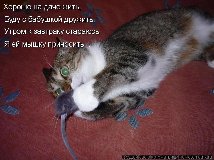 Буду с бабушкой дружить. Утром к завтраку стараюсь Хорошо на даче жить, Я ей мышку приносить...... Котоматрица: Буду с бабушкой дружить. Утром к завтраку стараюсь Хорошо на даче жить, Я ей мышку приносить...