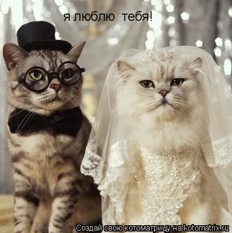 Котоматрица: я люблю  тебя!
