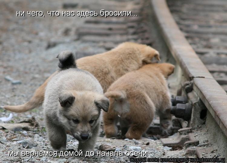 ни чего, что нас здесь бросили... мы вернёмся домой до начала осени... Котоматрица: ни чего, что нас здесь бросили... мы вернёмся домой до начала осени