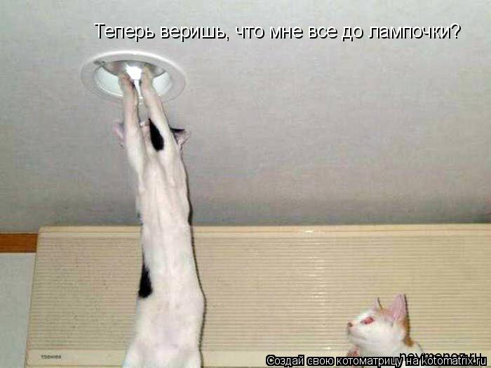 Теперь веришь, что мне все до лампочки?... Котоматрица: Теперь веришь, что мне все до лампочки?