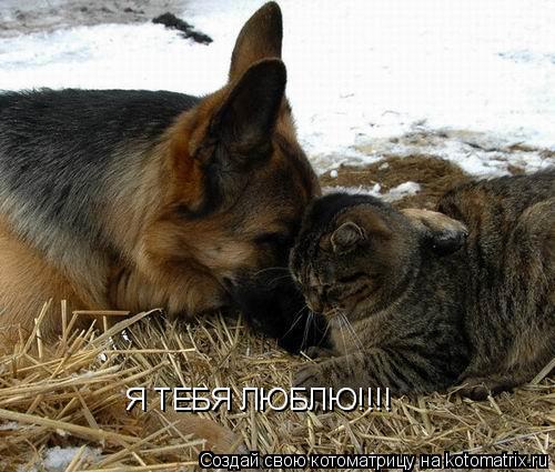 Я ТЕБЯ ЛЮБЛЮ!!!!... Котоматрица: Я ТЕБЯ ЛЮБЛЮ!!!!