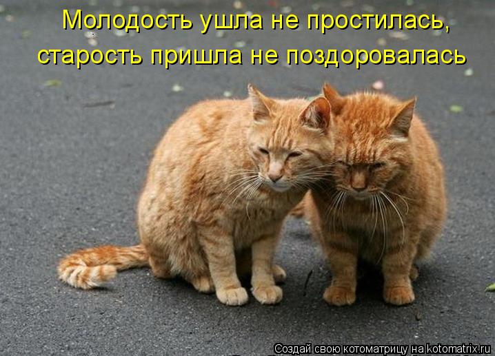 Котоматрица: Молодость ушла не простилась,  старость пришла не поздоровалась