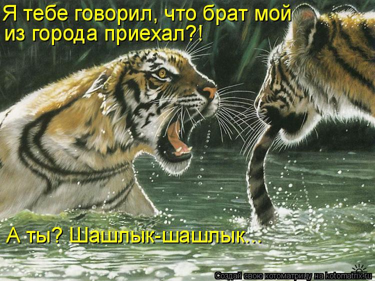 Я тебе говорил, что брат мой из города приехал?! А ты? Шашлык-шашлык...... Котоматрица: Я тебе говорил, что брат мой из города приехал?! А ты? Шашлык-шашлык...