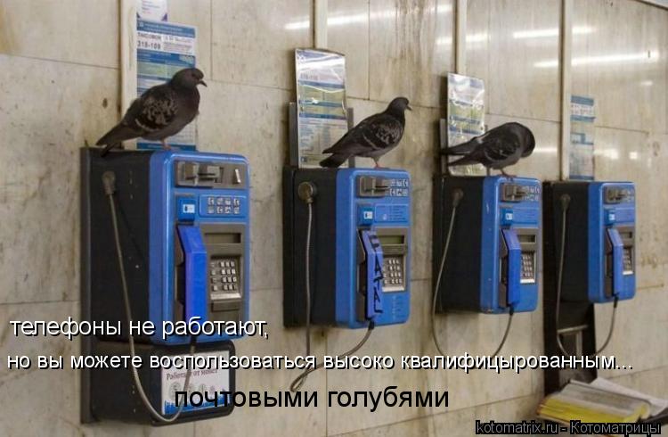 телефоны не работают, но вы можете воспользоваться высоко квалифицырованным... почтовыми голубями... Котоматрица: телефоны не работают, но вы можете воспользоваться высоко квалифицырованным... почтовыми голубями