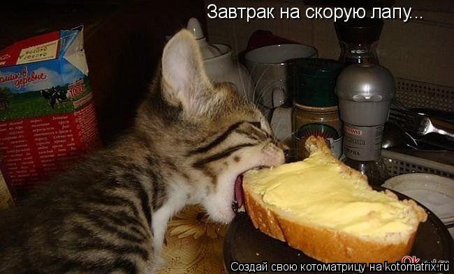 Завтрак на скорую лапу...... Котоматрица: Завтрак на скорую лапу...