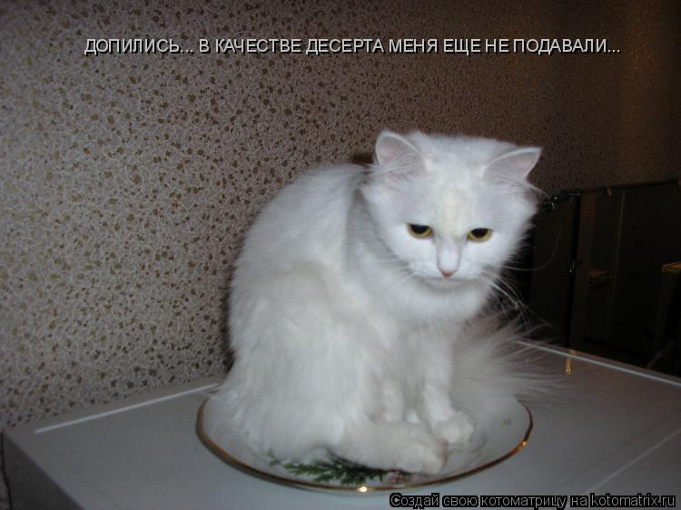 ДОПИЛИСЬ... В КАЧЕСТВЕ ДЕСЕРТА МЕНЯ ЕЩЕ НЕ ПОДАВАЛИ...... Котоматрица: ДОПИЛИСЬ... В КАЧЕСТВЕ ДЕСЕРТА МЕНЯ ЕЩЕ НЕ ПОДАВАЛИ...