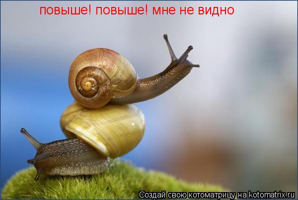 повыше! повыше! мне не видно... Котоматрица: повыше! повыше! мне не видно