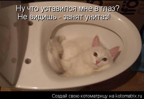 Ну что уставился мне в глаз? Не видишь - занят унитаз!... Котоматрица: Ну что уставился мне в глаз? Не видишь - занят унитаз!