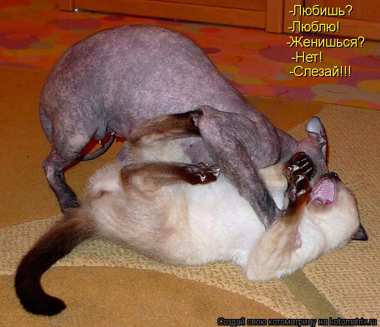 -Любишь? -Люблю! -Женишься? -Нет! -Слезай!!!... Котоматрица: -Любишь? -Люблю! -Женишься? -Нет! -Слезай!!!