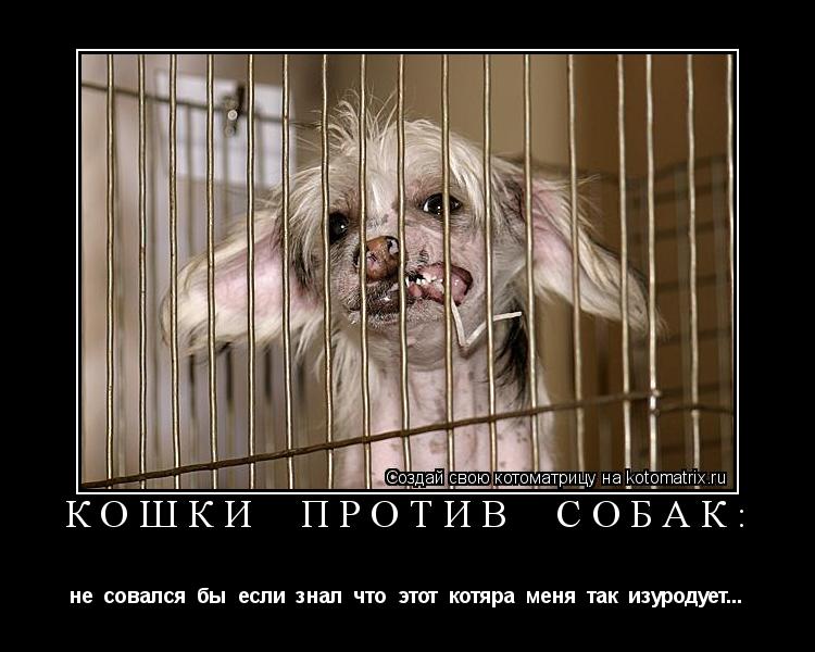 кошки против собак: не совался бы если знал что этот котяра меня так изуродует...... Котоматрица: кошки против собак: не совался бы если знал что этот котяра меня так изуродует...