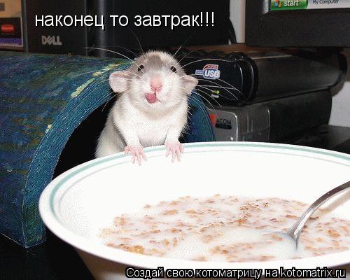 наконец то завтрак!!!... Котоматрица: наконец то завтрак!!!