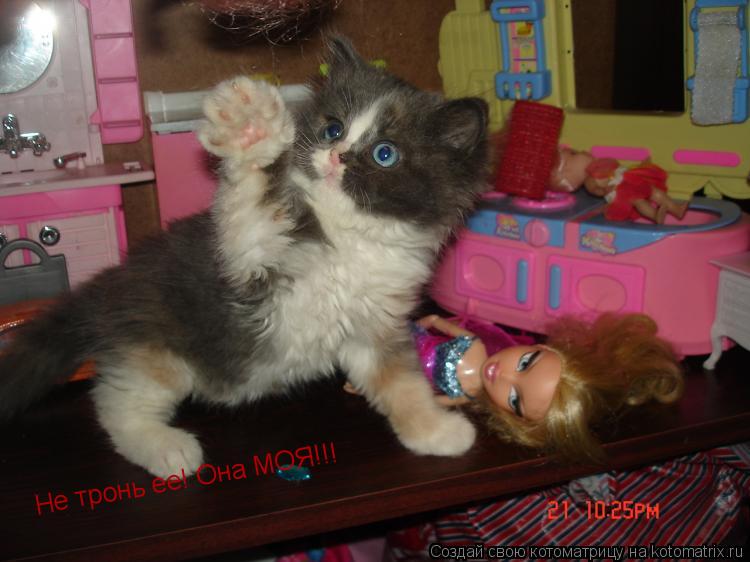 Не тронь ее! Она МОЯ!!!... Котоматрица: Не тронь ее! Она МОЯ!!!