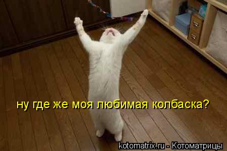 ну где же моя любимая колбаска?... Котоматрица: ну где же моя любимая колбаска?