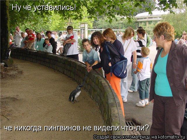 Ну че уставились! че никогда пингвинов не видели что-ли?... Котоматрица: Ну че уставились! че никогда пингвинов не видели что-ли?