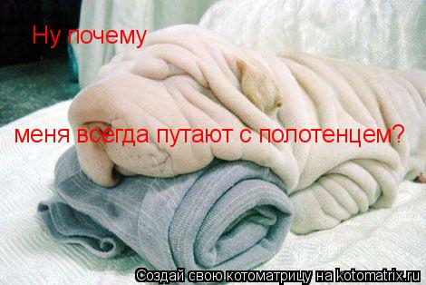 Котоматрица: Ну почему меня всегда путают с полотенцем?  Ну почему   меня всегда путают с полотенцем?