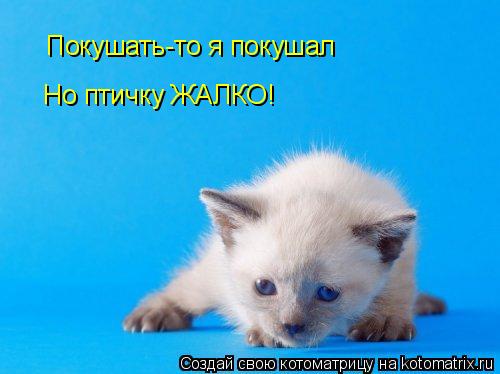 Покушать-то я покушал Но птичку ЖАЛКО!... Котоматрица: Покушать-то я покушал Но птичку ЖАЛКО!