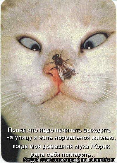 Понял,что надо начинать выходить на улицу и жить нормальной жизнью, когда моя домашняя муха Жорик да... Котоматрица: Понял,что надо начинать выходить на улицу и жить нормальной жизнью, когда моя домашняя муха Жорик дала себя погладить...