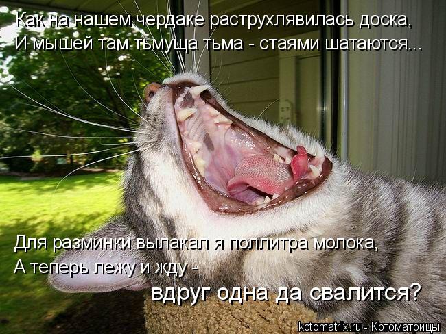 Котоматрица: Как на нашем чердаке раструхлявилась доска, И мышей там тьмуща тьма - стаями шатаются... Для разминки вылакал я поллитра молока, А теперь леж