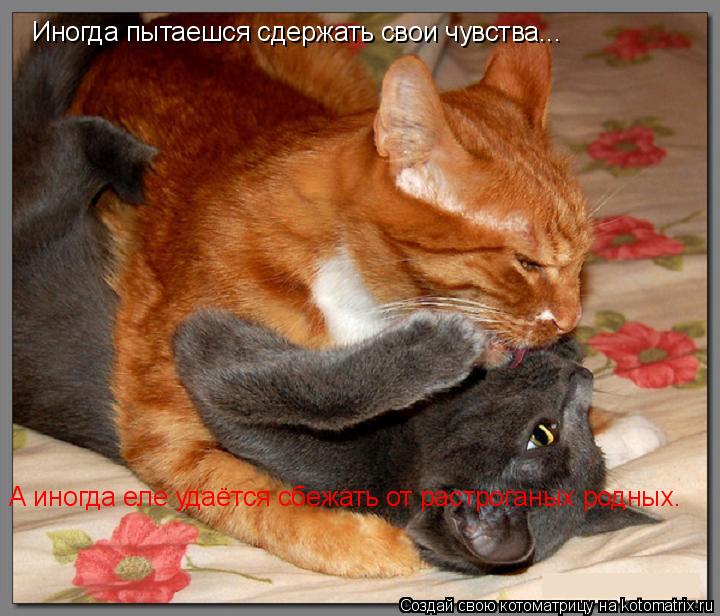 Котоматрица: Иногда пытаешся сдержать свои чувства... А иногда еле удаётся сбежать от растроганых родных.