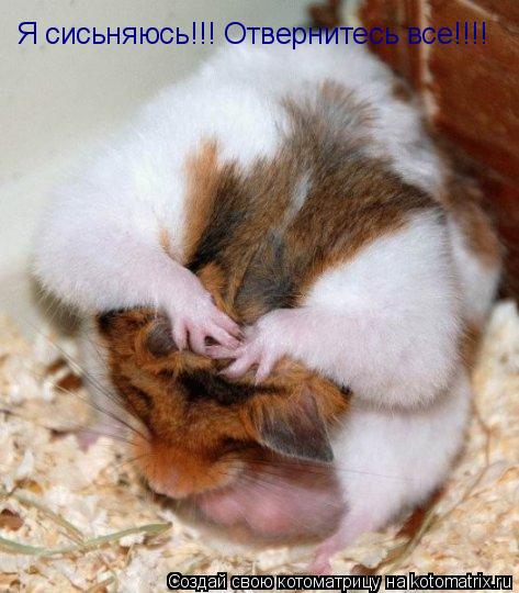 Я сисьняюсь!!! Отвернитесь все!!!!... Котоматрица: Я сисьняюсь!!! Отвернитесь все!!!!