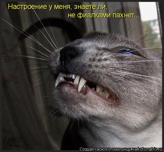 Настроение у меня, знаете ли, не фиалками пахнет...... Котоматрица: Настроение у меня, знаете ли, не фиалками пахнет...