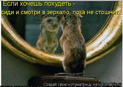 Если хочешь похудеть - сиди и смотри в зеркало, пока не стошнит...... Котоматрица: Если хочешь похудеть - сиди и смотри в зеркало, пока не стошнит...