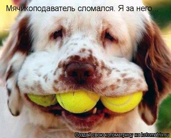 Мячикоподаватель сломался. Я за него...... Котоматрица: Мячикоподаватель сломался. Я за него...