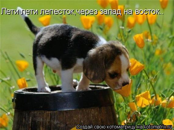 Лети лети лепесток,через запад на восток..... Котоматрица: Лети лети лепесток,через запад на восток..