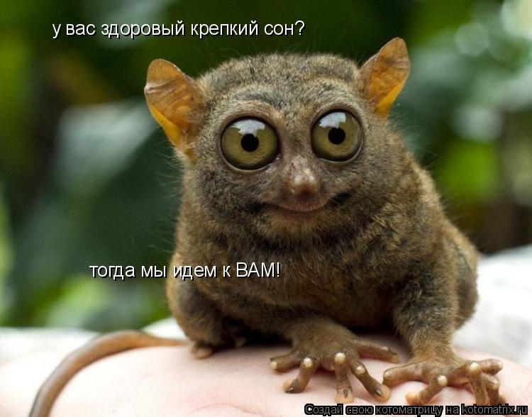 у вас здоровый крепкий сон? тогда мы идем к ВАМ!... Котоматрица: у вас здоровый крепкий сон? тогда мы идем к ВАМ!