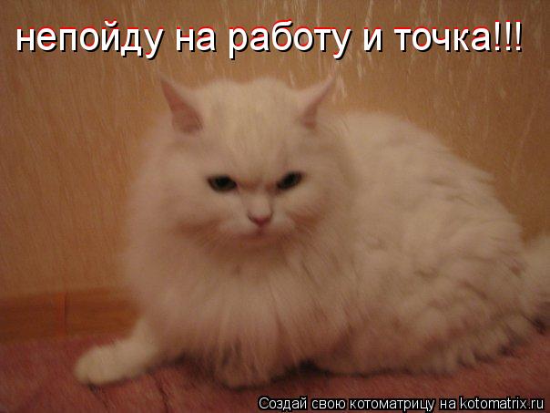 непойду на работу и точка!!! непойду на работу и точка!!!... Котоматрица: непойду на работу и точка!!! непойду на работу и точка!!!