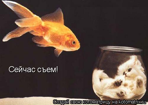 Сейчас съем!... Котоматрица: Сейчас съем!