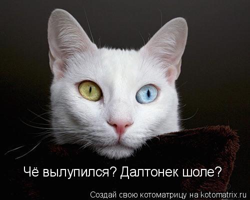 Чё вылупился? Далтонек шоле?... Котоматрица: Чё вылупился? Далтонек шоле?