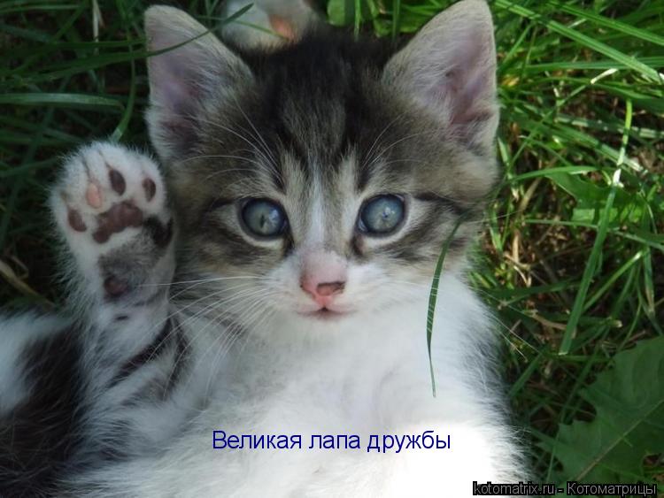 Великая лапа дружбы... Котоматрица: Великая лапа дружбы