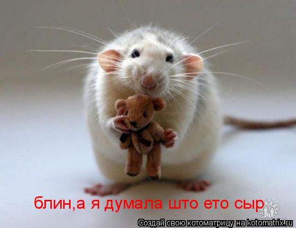 Котоматрица: блин,а я думала што ето сыр блин,а я думала што ето сыр