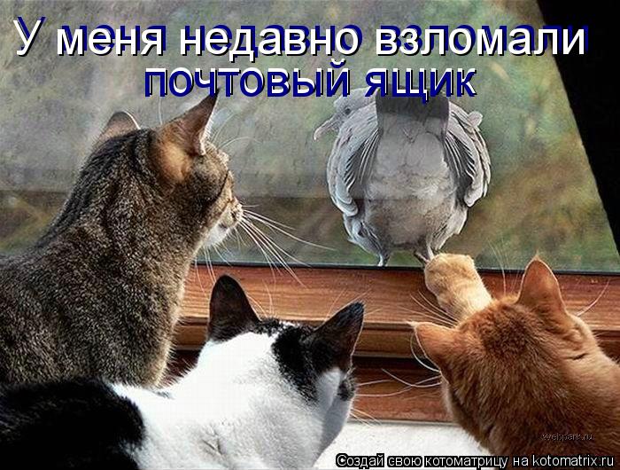 У меня недавно взломали У меня недавно взломали почтовый ящик почтовый ящик... Котоматрица: У меня недавно взломали У меня недавно взломали почтовый ящик почтовый ящик