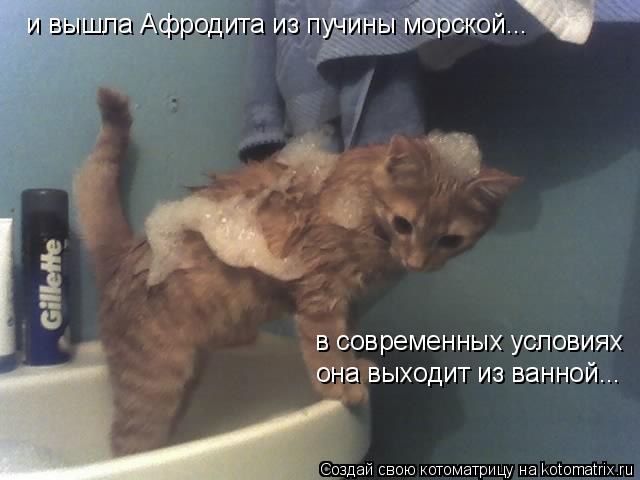 и вышла Афродита из пучины морской... в современных условиях она выходит из ванной...... Котоматрица: и вышла Афродита из пучины морской... в современных условиях она выходит из ванной...