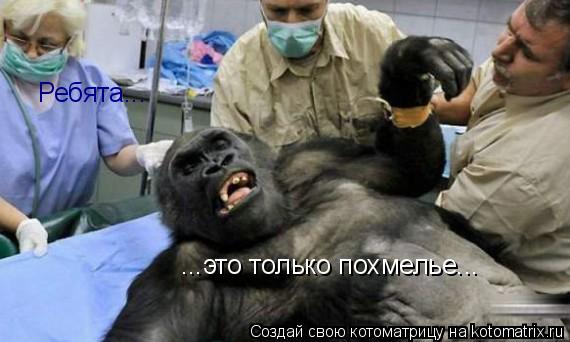 Ребята... ...это только похмелье...... Котоматрица: Ребята... ...это только похмелье...